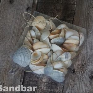 Florida Seashell Mix South Florida Shells Vase Fill Collector Shells The Sandbar